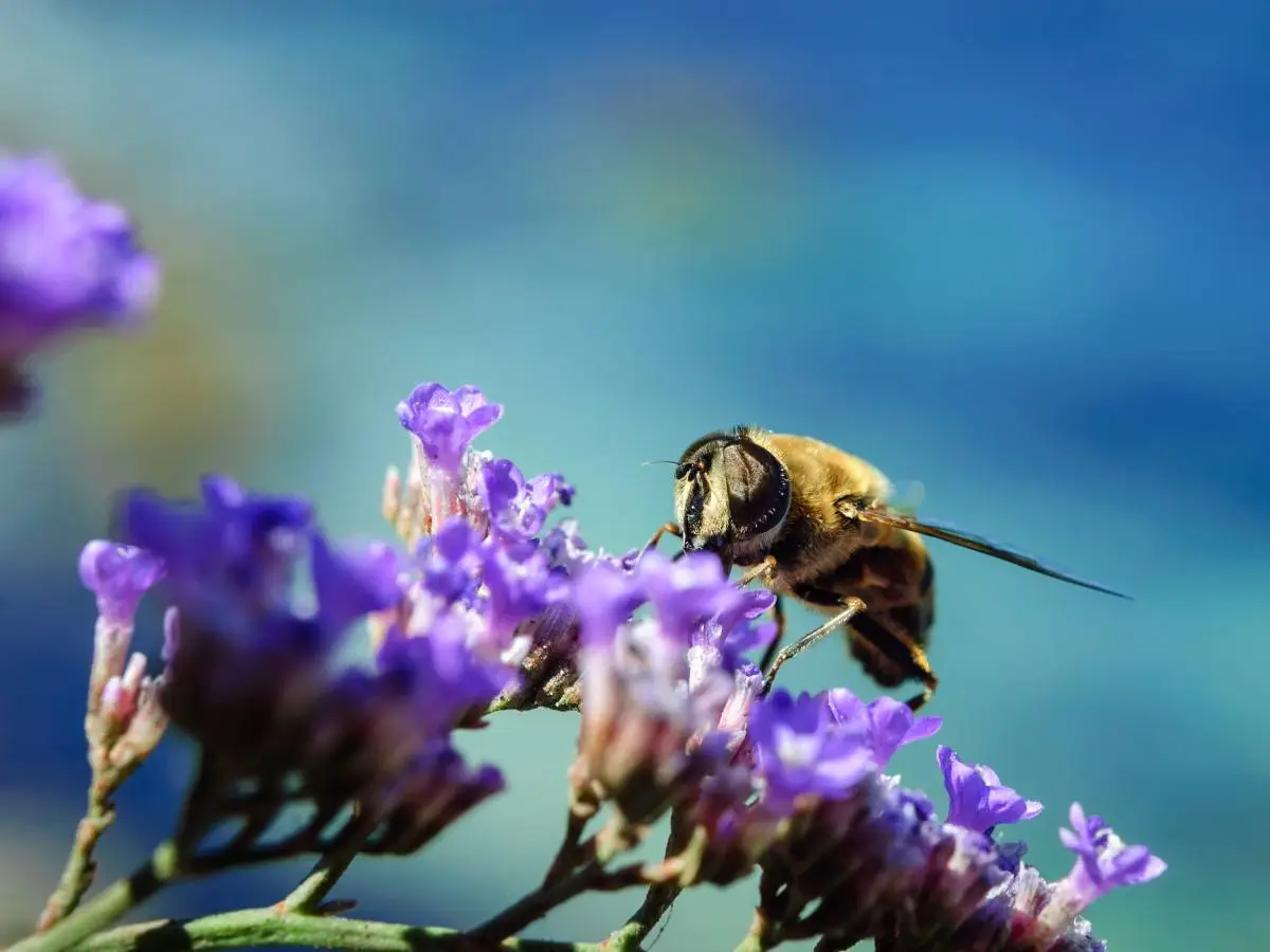 perchè api rischio estinzione
